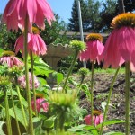 IMG_1180 IMG_1180